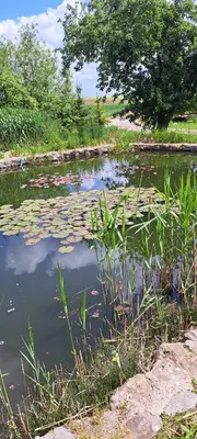a pond with lily pads in the water at Domek u rybníka in Schloss Bösig
