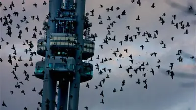 a flock of birds flying in the sky at Apartment Sedlčanská - You Will Save Money Here - equipped with antique furniture in Prague