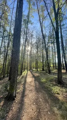 a dirt road in a forest with trees at Penzion Troníček in Kamenný Přívoz