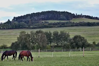 two horses grazing in a field with a fence at Pension Jezerná in Zduchovice