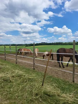 a group of horses grazing in a field behind a fence at Ubytování u babičky in Peruc