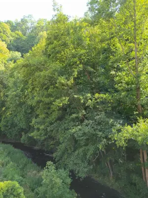 a river through a forest with trees at Pod hradbami Křivoklát in Křivoklát