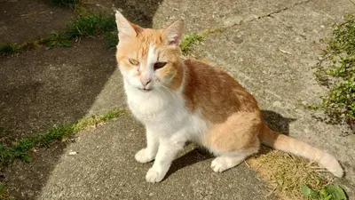 an orange and white cat sitting on a sidewalk at Prague Zbraslav Old Garden in Prague