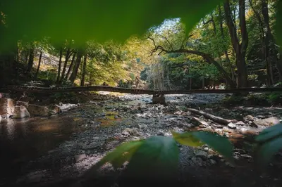 a bridge over a river in a forest at Domeček na Květinovém statku in Zdice