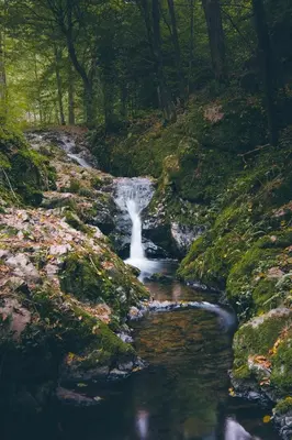 a waterfall in a forest next to a creek at Domeček na Květinovém statku in Zdice