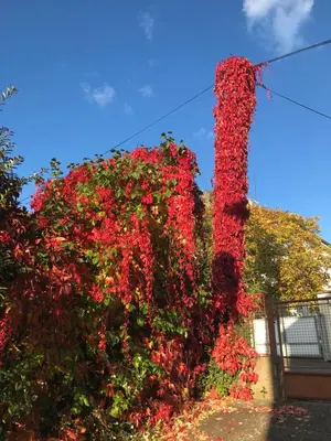 a large bush of red flowers on the side of a building at Apartment Garden in Prague