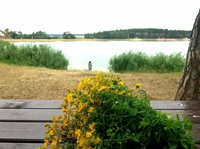 a plant on a wooden bench near a body of water at Okouzlující vila u jezera Lhota in Lhota