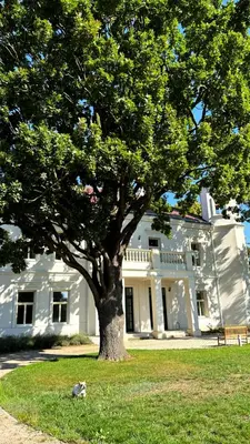 a dog laying under a tree in front of a building at Zámek Jenišovice in Býkev