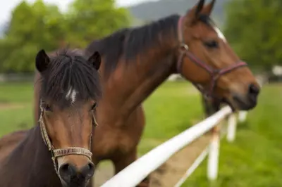 two brown horses standing next to a fence at Dvůr Pecínov in Benešov