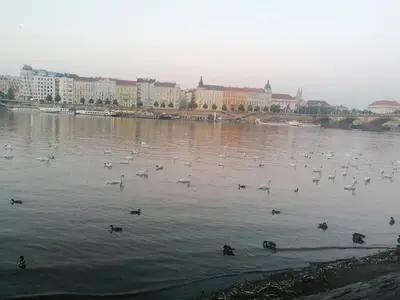 a flock of birds swimming in a river with buildings at Valentinka Minutes away from Charles Bridge in Prague