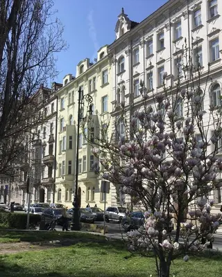 a flowering tree in front of a large building at River Site Apartment Janáčkovo nábřeží 27 in Prague