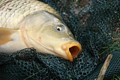 a fish with its beak sticking out of a net at Chata Markétka in Křivoklát