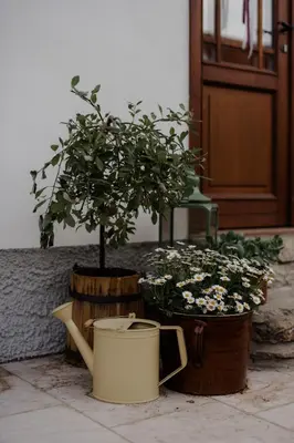 a potted tree in a pot next to a potted plant at Domeček v Chaloupkách in Zdice