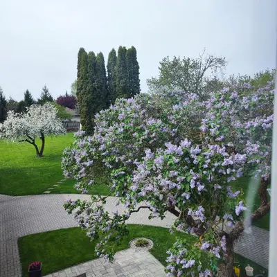 a tree with purple flowers on it in a park at Apartmán Ptice in Ptice