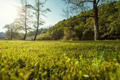 a field of green grass with trees in the background at Ubytování Ostende - penzion in Chocerady