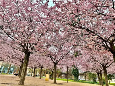 a group of trees with pink flowers on them at Apartmán v srdci Poděbrad 100m2 in Poděbrady