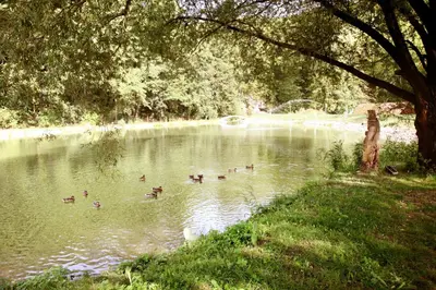 a group of ducks swimming in a pond at Apartmán Ve Mlýně in Třebotov