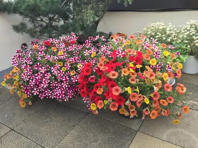 a bunch of flowers in a flower garden at Old Town Boutique Apartments in Prague