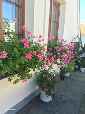 a group of flowers in pots on a window sill at Old Town Boutique Apartments in Prague