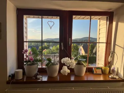 a window with three potted plants on a window sill at Cat’s House- Dům u třech koček in Zdice