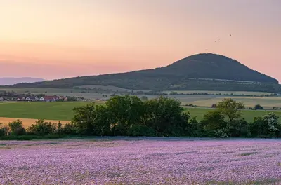 a field of purple flowers with a mountain in the background at Apartmán Nebužely in Nebužely