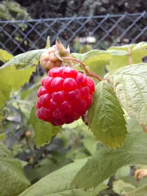 a bunch of red berries on a plant with leaves at Apartmán Hajní 1368 in Prague