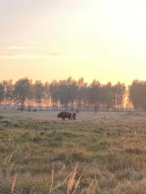 a cow standing in a field of grass at Doma na Lipníku-private country house, homestay in Lipník
