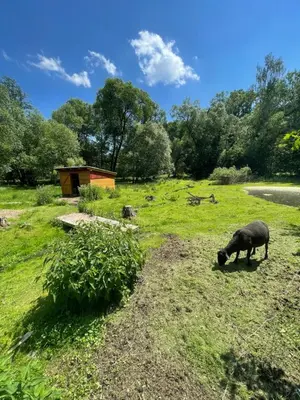 a pig grazing in a field of grass at Penzion Černý Mlýn in Dubá