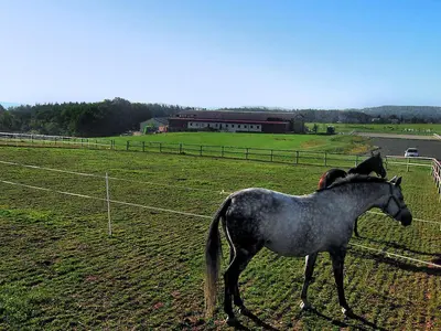 a horse standing in a field next to a fence at Villa Petříkov by Interhome in Petříkov