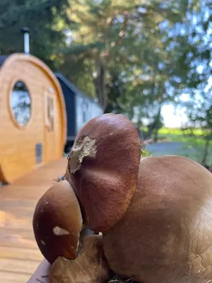 a sculpture of a chestnut on a wooden table at Maringotka u lesa in Staňkovice