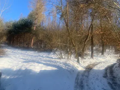 a snow covered path with trees in the background at Chata Mareš in Samechov