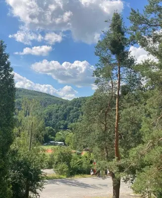 a tree in the middle of a parking lot with trees at Penzion Cholín in Nový Knín