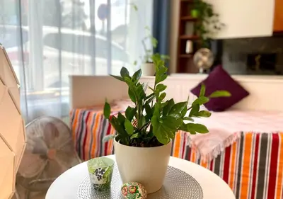a potted plant sitting on top of a table at Green Studio Praha 2 l Ground floor Free PARKING in Prague