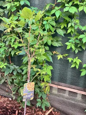 a small tree with a sign attached to a wall at New City Centre Garden Apartment - Central Location in Prague