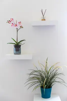 two potted plants on shelves on a white wall at Residence Vinohrad in Prague