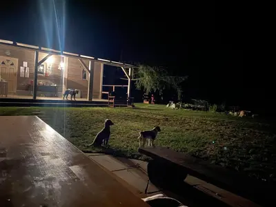two cats sitting on a bench in a yard at night at Biotop Kotlyk in Netvořice