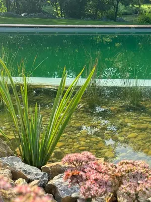 a pond with rocks and plants in a garden at Glamping Osada in Hyskow