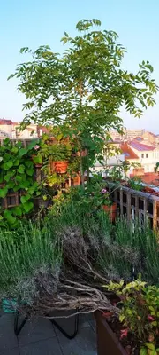 a garden with a tree and some plants at Guestrooms, rooftop with garden, spacious living room, character and fireplace in Prague