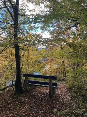 a wooden bench sitting in the grass near a forest at Cottage Nova in Živohošť