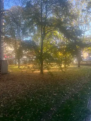 a tree in a park with leaves on the grass at Útulný prostorný tichý byt v blízkosti centra in Prague