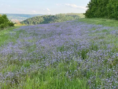 a field of purple flowers on top of a hill at Lochkov 53 in Prague