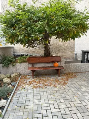 an orange sitting on a bench next to a tree at Apartmán MUV in Mělník