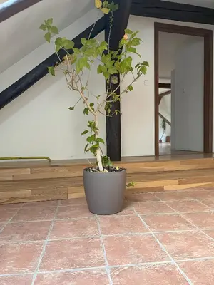 a plant in a pot sitting on a tile floor at Apartmán MUV in Mělník