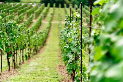 a row of grape vines in a vineyard at Apartmány Vinice Salabka in Prague