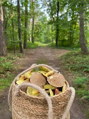 a basket filled with mushrooms on a dirt road at Cottage by the Jizera river in Nový Vestec