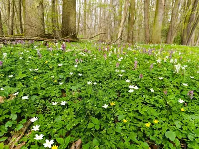a field of white and purple flowers in the woods at Chata U Bezedné in Velký Osek