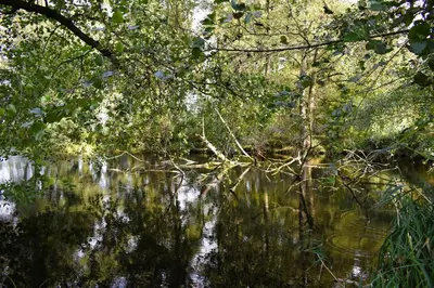 a tree hanging over a body of water at Chata U Bezedné in Velký Osek