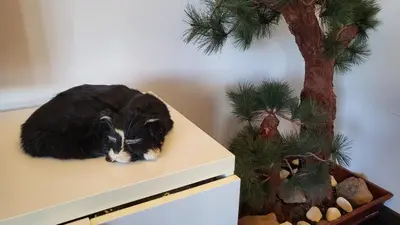 a cat laying on top of a cabinet next to a christmas tree at Luxury Apt - Free Massages from Physiotherapists in Prague