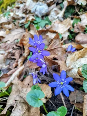 a group of purple flowers on the ground at Apartmány Křivoklát in Křivoklát
