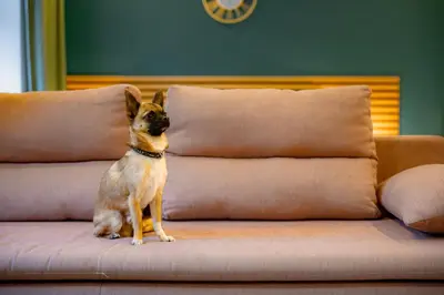 a small dog sitting on top of a couch at WagnerStays 2BD Suites City Center Residence in Prague